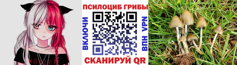что такое   Сергач  omg ТОР  Псилоцибиновые грибы Psilocybine cubensis 